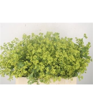 Florimo Fresh Flowers Alchemilla M Robustica ( x 50 ) Florimo Fresh Flowers Alchemilla M Robustica ( x 50 )