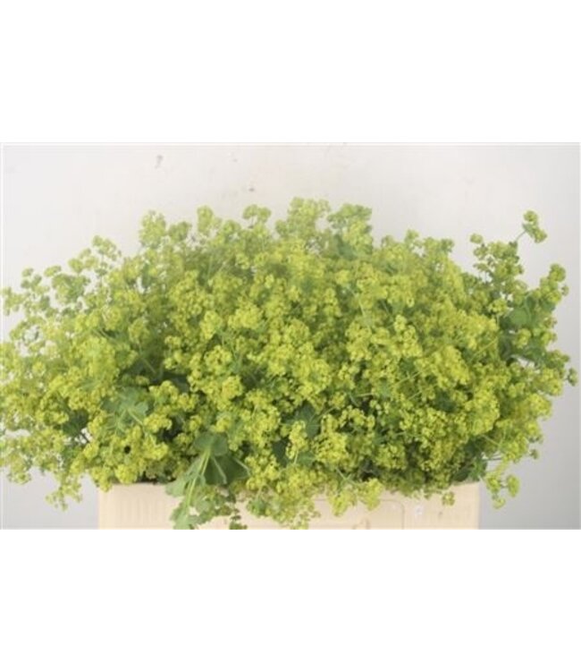 Alchemilla M Robustica ( x 50 )