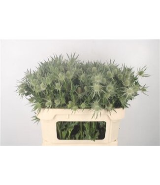 Florimo Fresh Flowers Eryngium Mag White Lagoon ( x 10 ) Florimo Fresh Flowers Eryngium Mag White Lagoon ( x 10 )