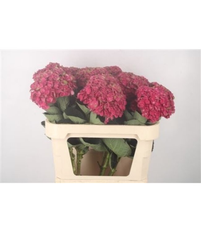 Hydr M Mag Charlotte ( x 10 )