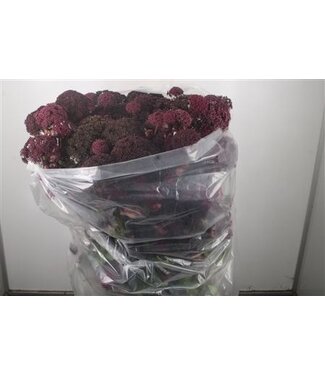 Florimo Fresh Flowers Angelica Gigas ( x 15 ) Florimo Fresh Flowers Angelica Gigas ( x 15 )