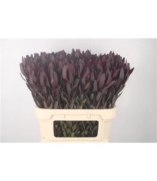 Florimo Fresh Flowers Leucad Saf Sunset ( x 10 ) Florimo Fresh Flowers Leucad Saf Sunset ( x 10 )