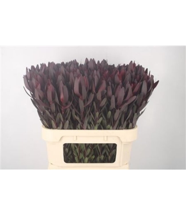 Leucad Saf Sunset ( x 10 )