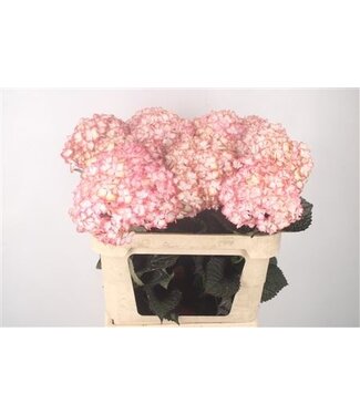Florimo Fresh Flowers Hydr M Mag L My Fire ( x 10 ) Florimo Fresh Flowers Hydr M Mag L My Fire ( x 10 )