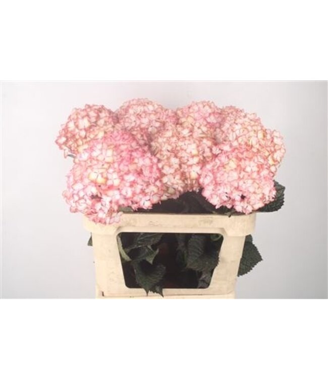 Hydr M Mag L My Fire ( x 10 )