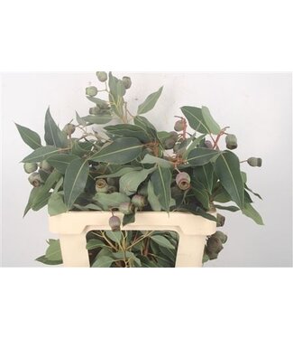Florimo Fresh Flowers Fresh Eucalyptus Bell Gum branches | Length 50 centimeters | 200 grams per bunch | Per 10 bunches Florimo Fresh Flowers Fresh Eucalyptus Bell Gum branches | Length 50 centimeters | 200 grams per bunch | Per 10 bunches