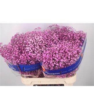 Florimo Fresh Flowers Gyps Klb Hot Pink ( x 25 ) Florimo Fresh Flowers Gyps Klb Hot Pink ( x 25 )