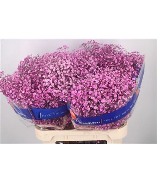 Gyps Klb Hot Pink ( x 25 )
