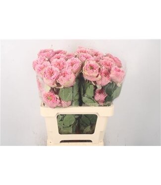 Florimo Fresh Flowers R Gr Ec Sweet Eye ( x 25 )