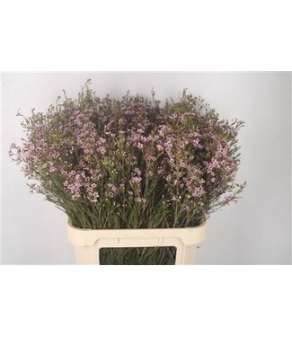 Florimo Fresh Flowers Chamelaucium Early Nir Pale Pink ( x 25 ) Florimo Fresh Flowers Chamelaucium Early Nir Pale Pink ( x 25 )
