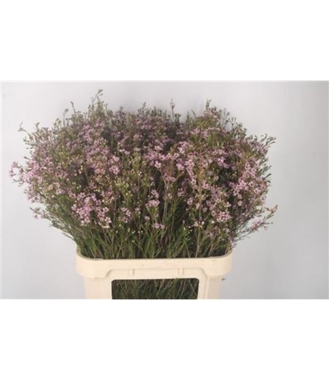 Chamelaucium Early Nir Pale Pink ( x 25 )