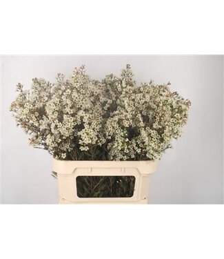 Florimo Fresh Flowers Chamelaucium Sexy Myster ( x 25 ) Florimo Fresh Flowers Chamelaucium Sexy Myster ( x 25 )