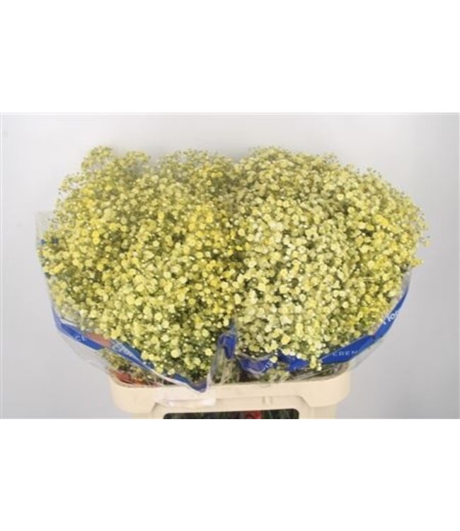 Gyps Klb Yellow ( x 25 )
