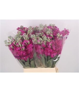 Florimo Fresh Flowers Matth Katz Hot Pink ( x 10 ) Florimo Fresh Flowers Matth Katz Hot Pink ( x 10 )