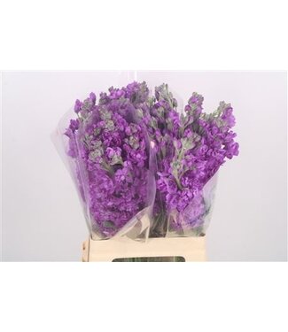 Florimo Fresh Flowers Matth Katz Purple ( x 10 )