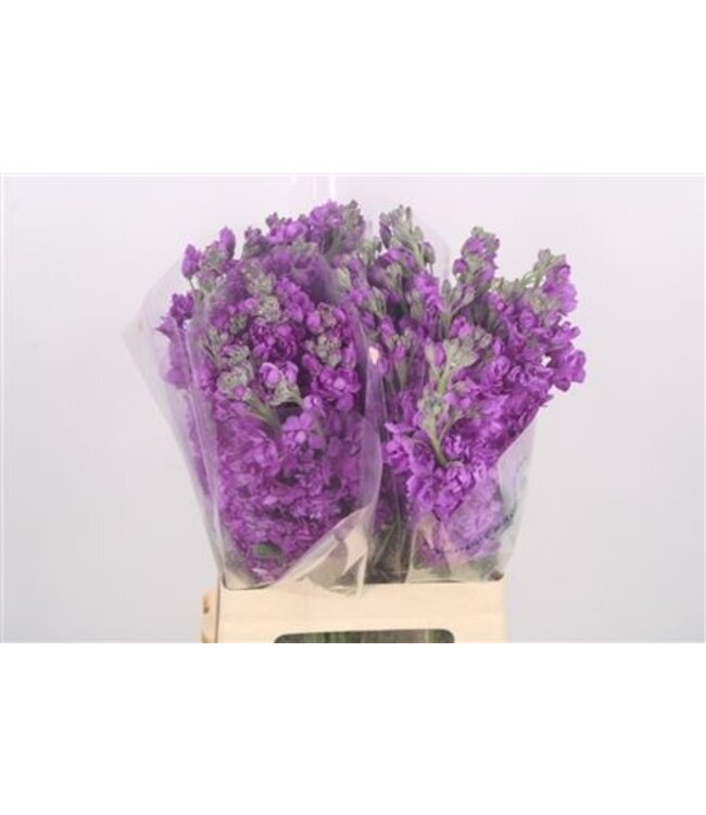 Matth Katz Purple ( x 10 )