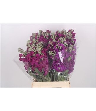 Florimo Fresh Flowers Matth Katz Reddish Purple ( x 10 )