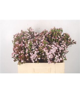 Florimo Fresh Flowers Erica Four Sister Per Bunch ( x 5 ) Florimo Fresh Flowers Erica Four Sister Per Bunch ( x 5 )