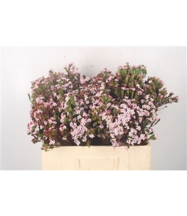 Erica Four Sister Per Bunch ( x 5 )