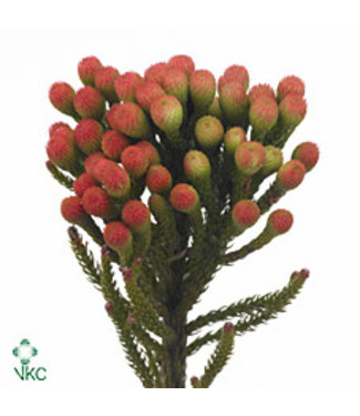 Florimo Fresh Flowers Kaaps Brunia La Red ( x 10 )