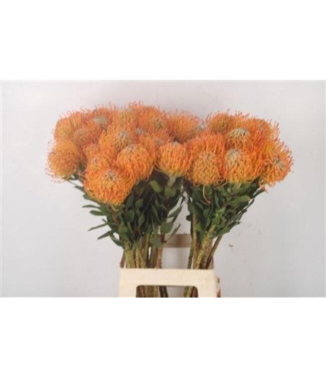 Leuco Co Ayoba Sun ( x 10 )