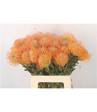 Florimo Fresh Flowers Leuco Co Ayoba Sun ( x 10 )