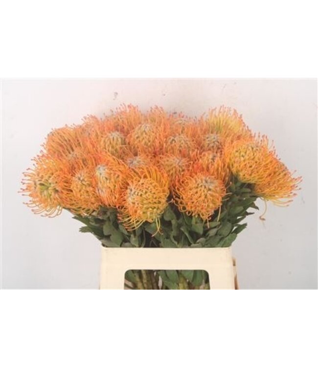 Leuco Co Ayoba Sun ( x 10 )