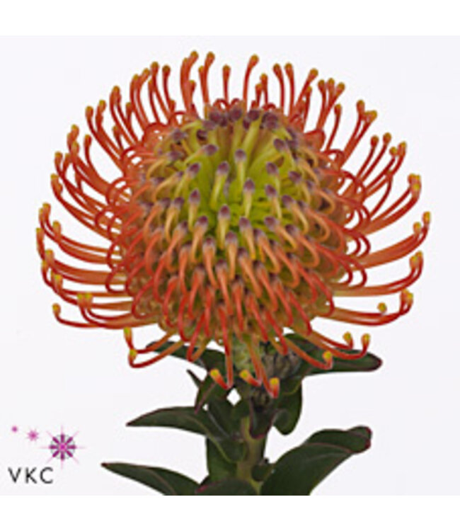 Leuco Co Neena Orange ( x 10 )