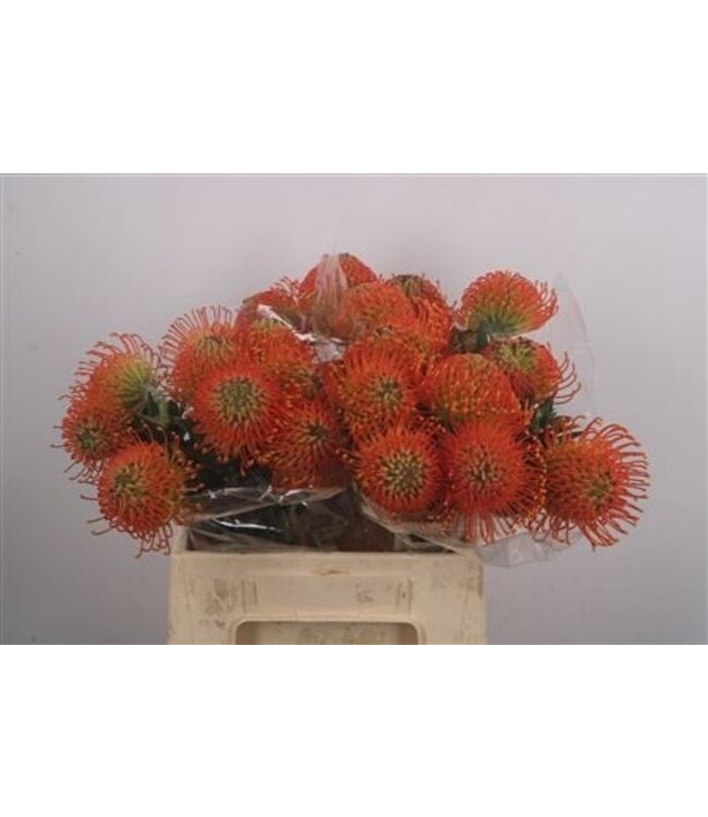 Leuco Co Neena Orange ( x 10 )