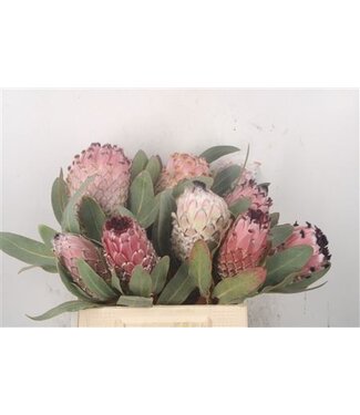 Florimo Fresh Flowers Protea Barbigera ( x 10 ) Florimo Fresh Flowers Protea Barbigera ( x 10 )