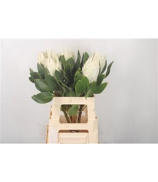 Florimo Fresh Flowers Protea Cy Arctic Ice ( x 5 ) Florimo Fresh Flowers Protea Cy Arctic Ice ( x 5 )