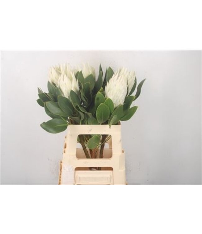 Protea Cy Arctic Ice ( x 5 )