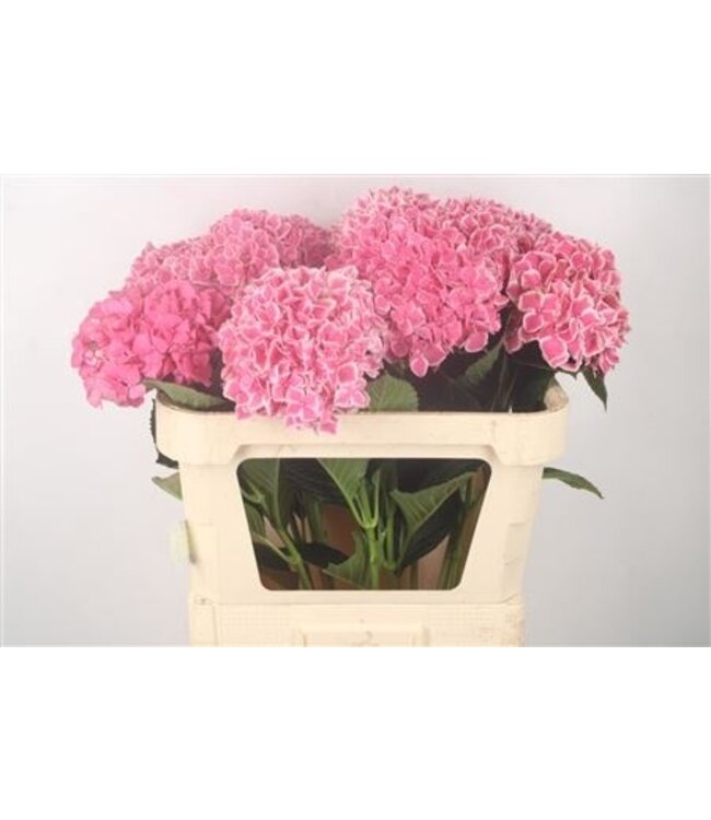 Hydr M Mag Linn ( x 10 )