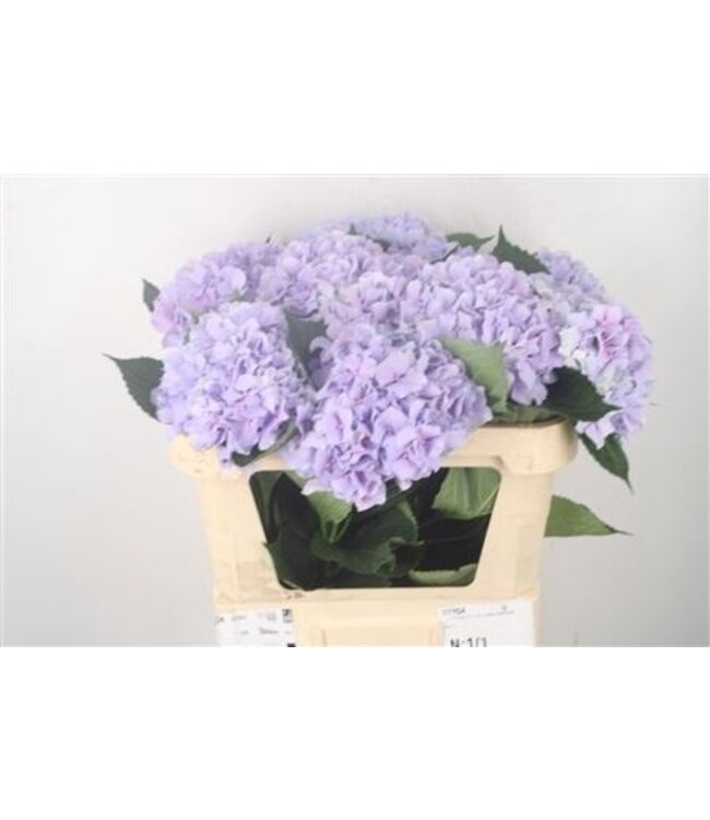 Hydr M Royal Benefit ( x 10 )