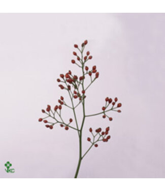 Florimo Fresh Flowers Rosa Fair Jewel Red ( x 10 ) Florimo Fresh Flowers Rosa Fair Jewel Red ( x 10 )
