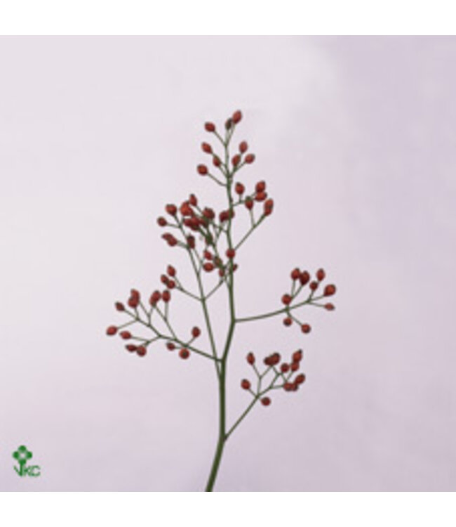 Rosa Fair Jewel Red ( x 10 )