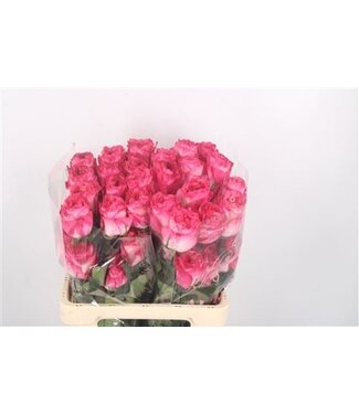 Florimo Fresh Flowers R Gr Ec Enchantment Ex ( x 25 )