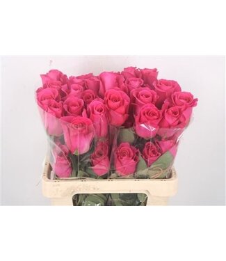 Florimo Fresh Flowers R Gr Ec Pink Floyd ( x 25 )