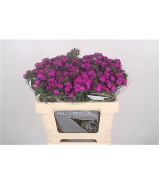 Florimo Fresh Flowers Di Barb Amazone Neon Purple ( x 50 ) Florimo Fresh Flowers Di Barb Amazone Neon Purple ( x 50 )