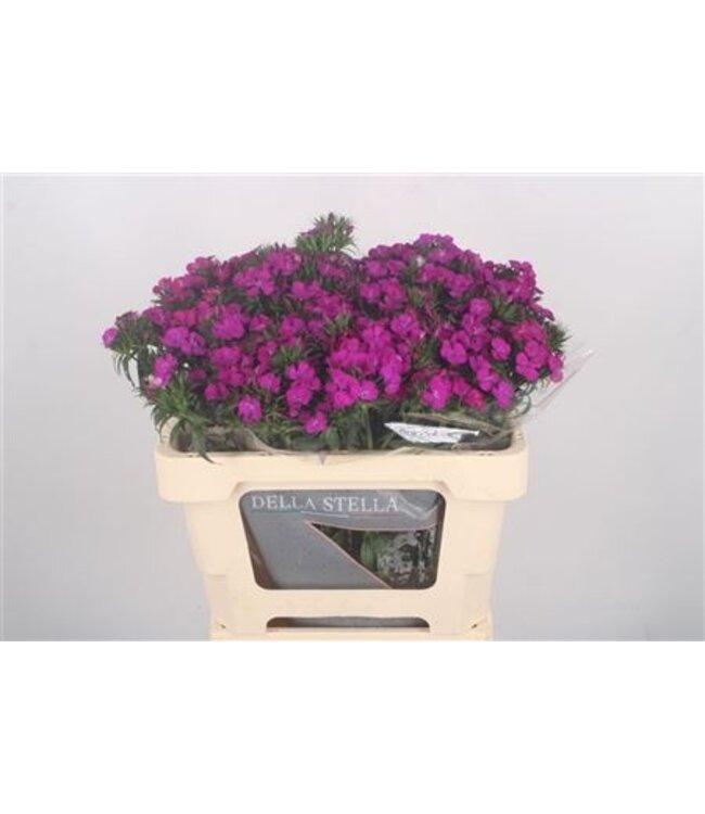 Di Barb Amazone Neon Purple ( x 50 )
