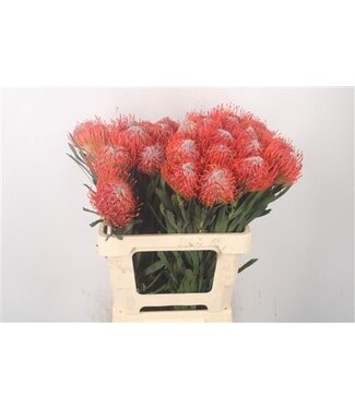 Florimo Fresh Flowers Leuco Co Tango ( x 10 )