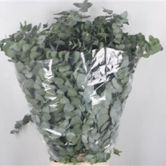 Florimo Fresh Flowers Fresh Eucalyptus Cinerea branches | Length 70 centimeters | 200 grams per bunch | Per 10 bunches