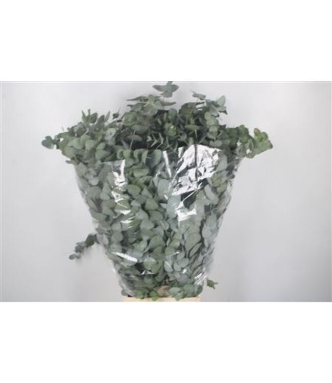 Verse Eucalyptus Cinerea takken | Lengte 70 centimeter | 200 gram per bos | Per 10 bossen te bestellen