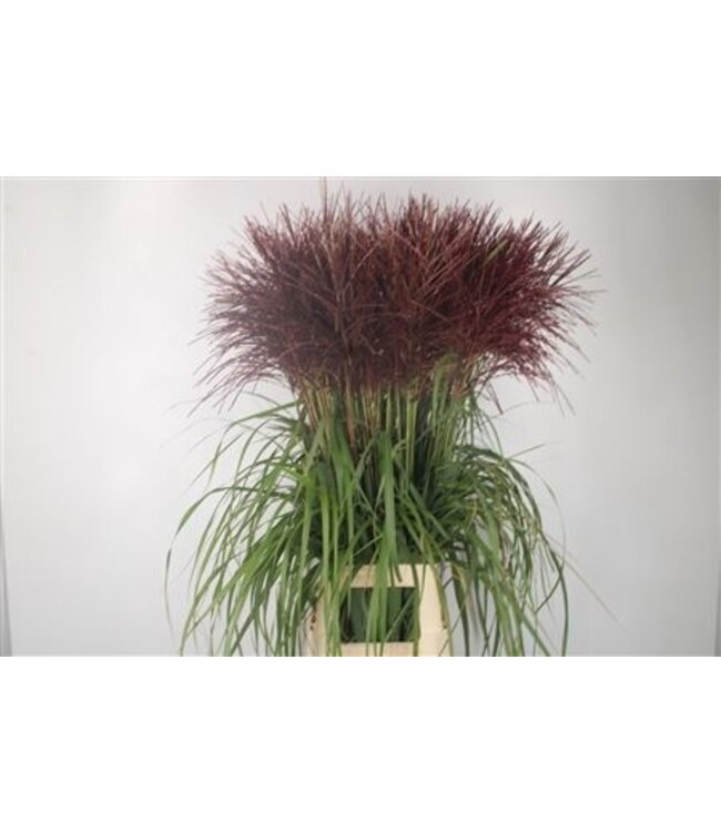 Siergras Miscanthus Sin Malepartus ( x 50 )