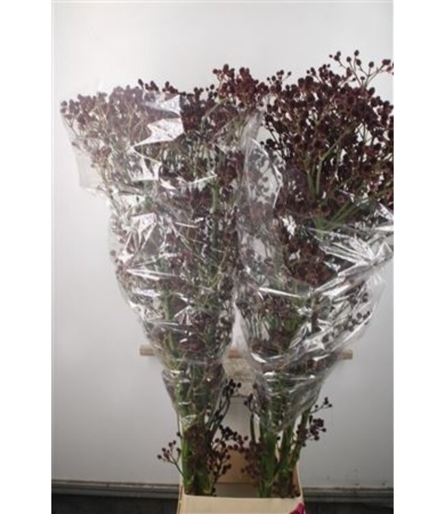 Eryngium Pan Physic Purple Extra ( x 10 )