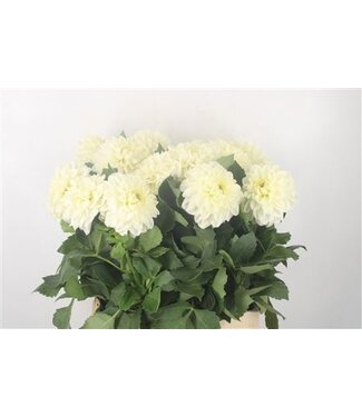 Florimo Fresh Flowers Dahl Ov White Extra ( x 5 ) Florimo Fresh Flowers Dahl Ov White Extra ( x 5 )