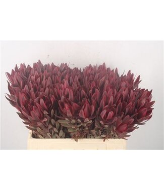 Florimo Fresh Flowers Leucad Jester ( x 10 ) Florimo Fresh Flowers Leucad Jester ( x 10 )