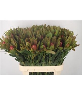 Florimo Fresh Flowers Leucad Ayoba Sky Ex Nut ( x 10 ) Florimo Fresh Flowers Leucad Ayoba Sky Ex Nut ( x 10 )