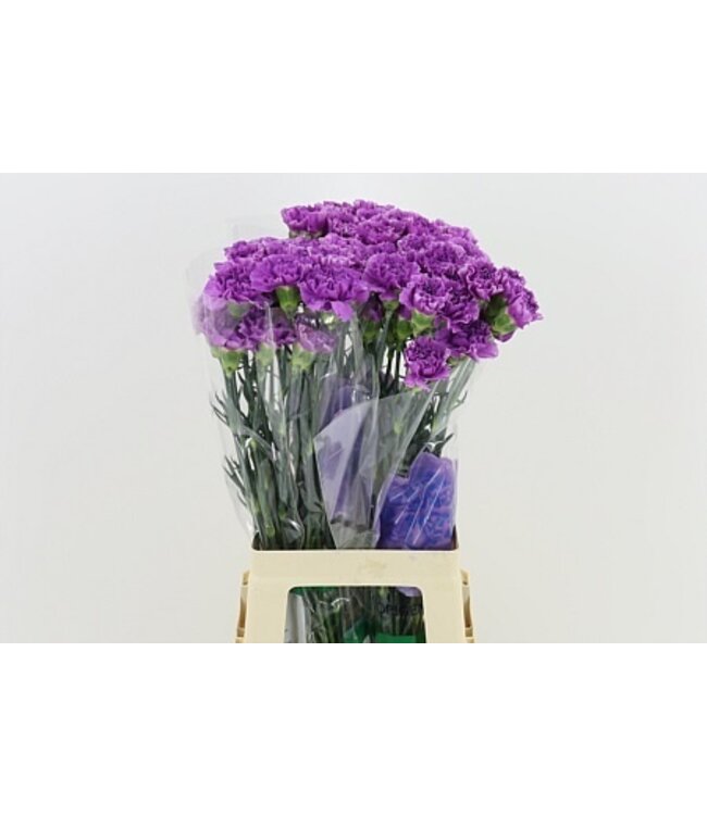 Paarse Dianthus of Anjers | Lengte 70 centimeter | Dianthus Moonlite | Per 20 verse bloemen te bestellen