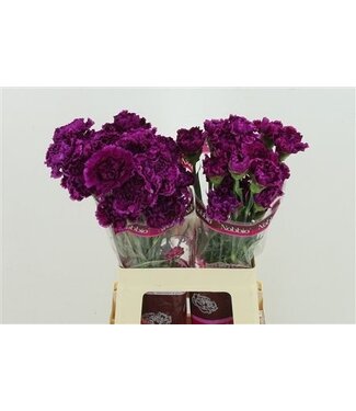 Florimo Fresh Flowers Di St Nobbio Violet ( x 25 ) Florimo Fresh Flowers Di St Nobbio Violet ( x 25 )